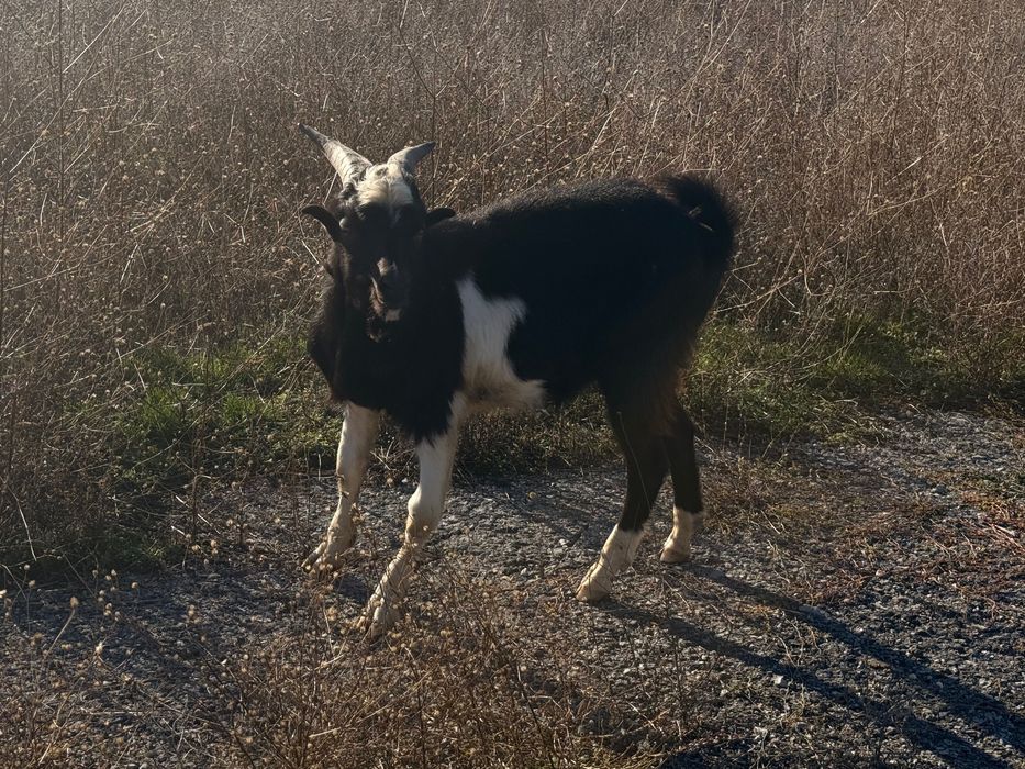 Продавам мъжко ЯРЕ