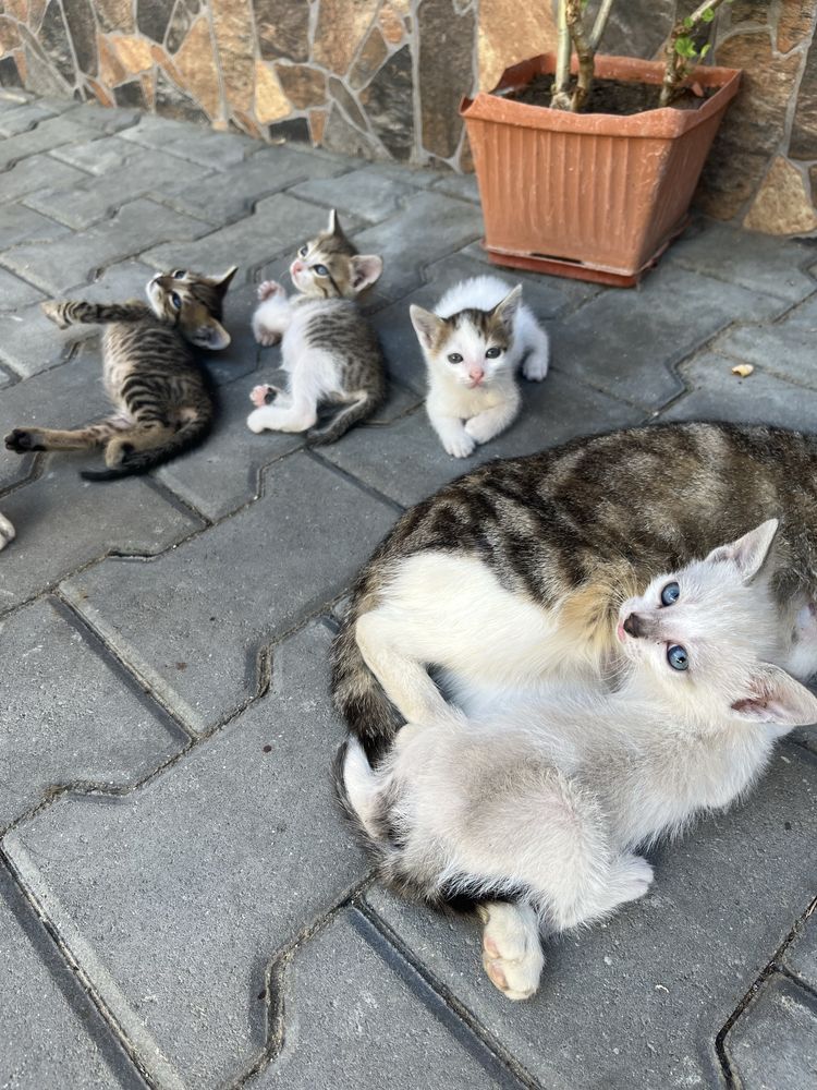 Ofer spre adoptie pisicuti