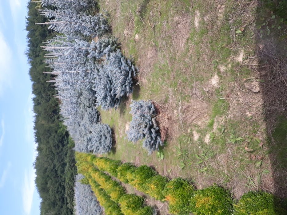 Vand tuia(thuja) smaragd si columnaris(smarald)