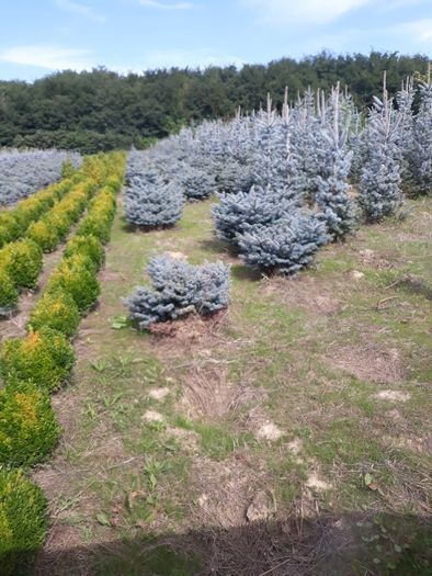 Vand tuia(thuja) smaragd si columnaris(smarald)