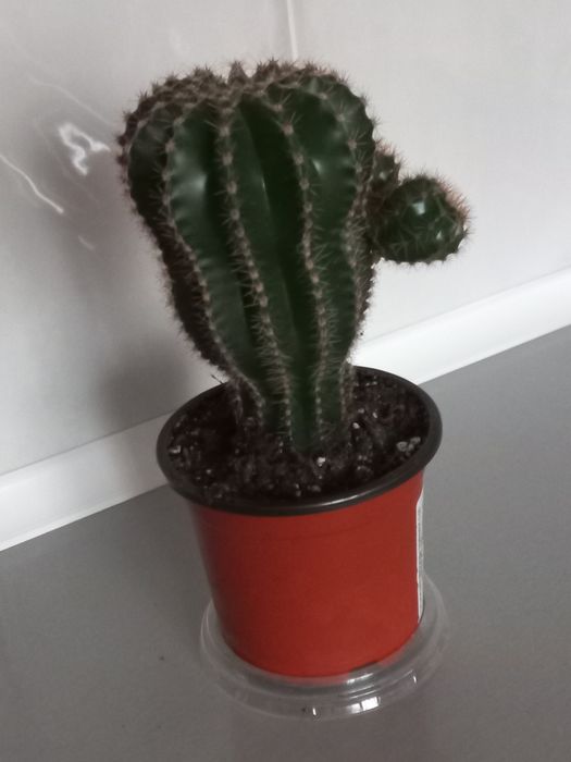 Кактус  Эхинопсис