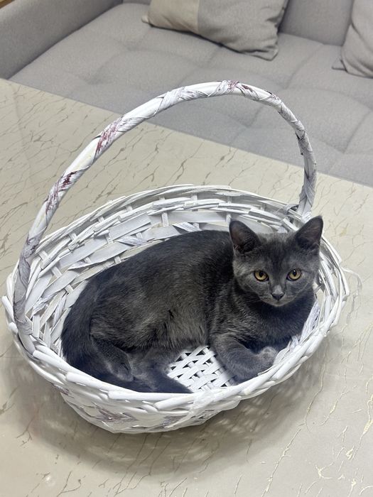 Шотландские кошки