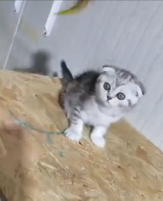 Scottish fold fata chinchilla