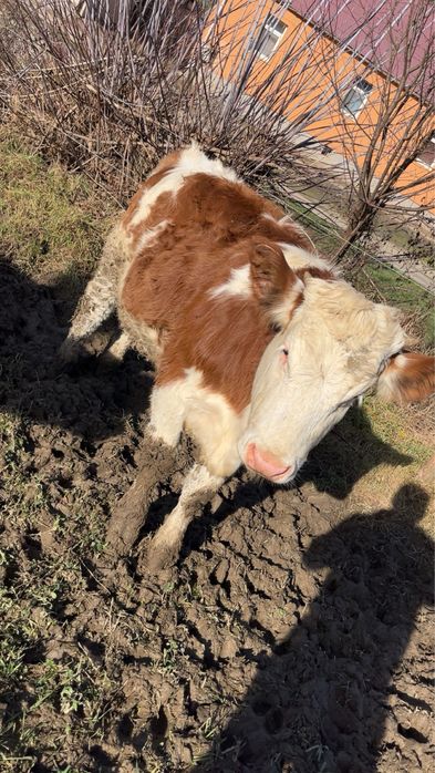 De Vanzare 2 Vitele …