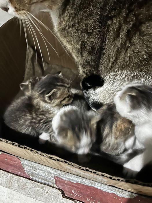 Отдам котят в хорошие руки