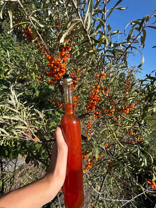 Sirop de cătină cu miere, sirop de Aronia