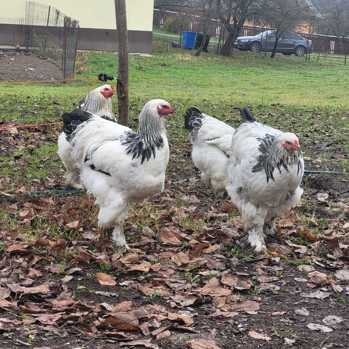 Cocoși Brahma herminat deschis