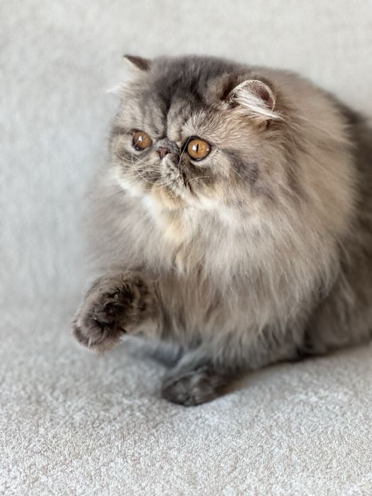 Чистопородна персийска женска котка-3 години, синьо таби – търси дом