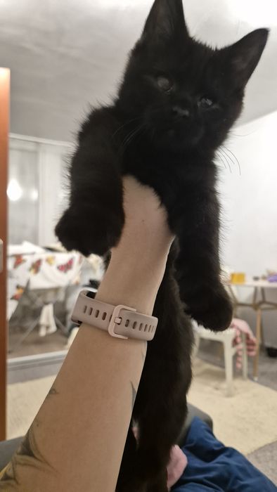 Отдам чёрных котят