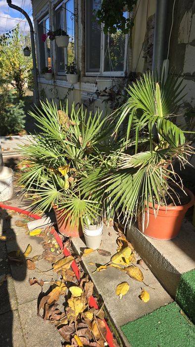 Palmieri diferite marimi