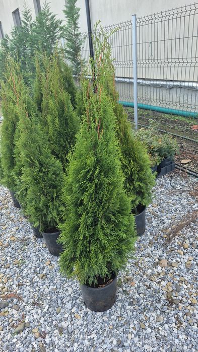 Tuia smaragd diferite dimensiuni