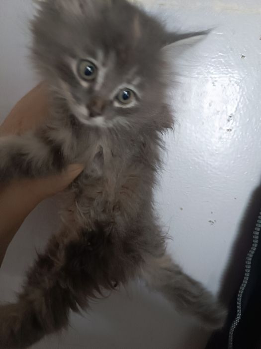 Сибирская кошечка