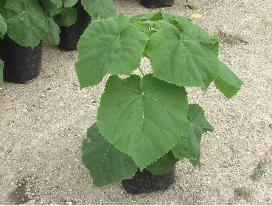 Vând paulonia la ghiveci și vita canadiana