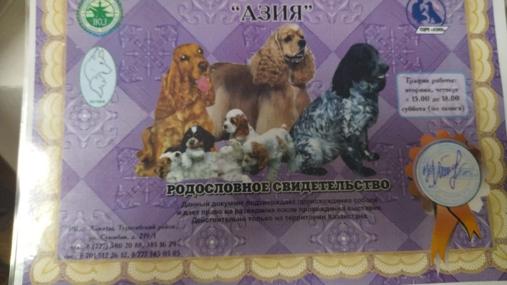 Вязка,случка спаниель