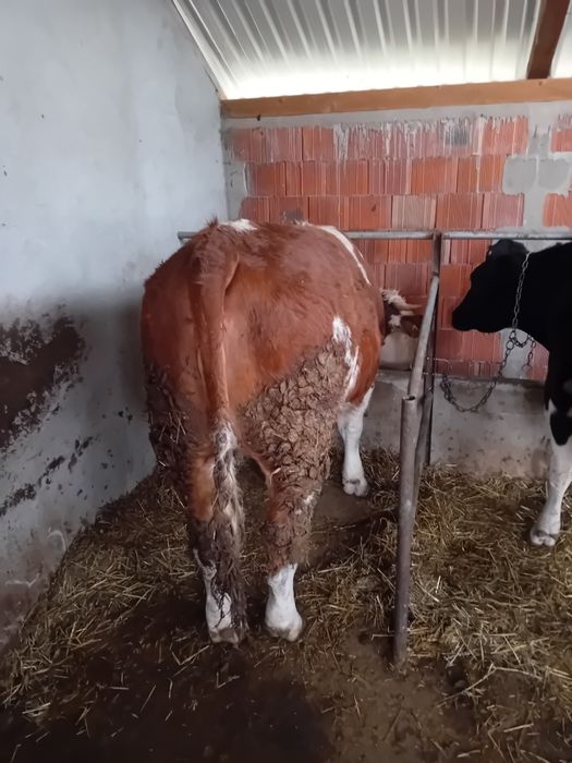 Vând vițea  de un an și jumătate  nemontată foarte  grasă