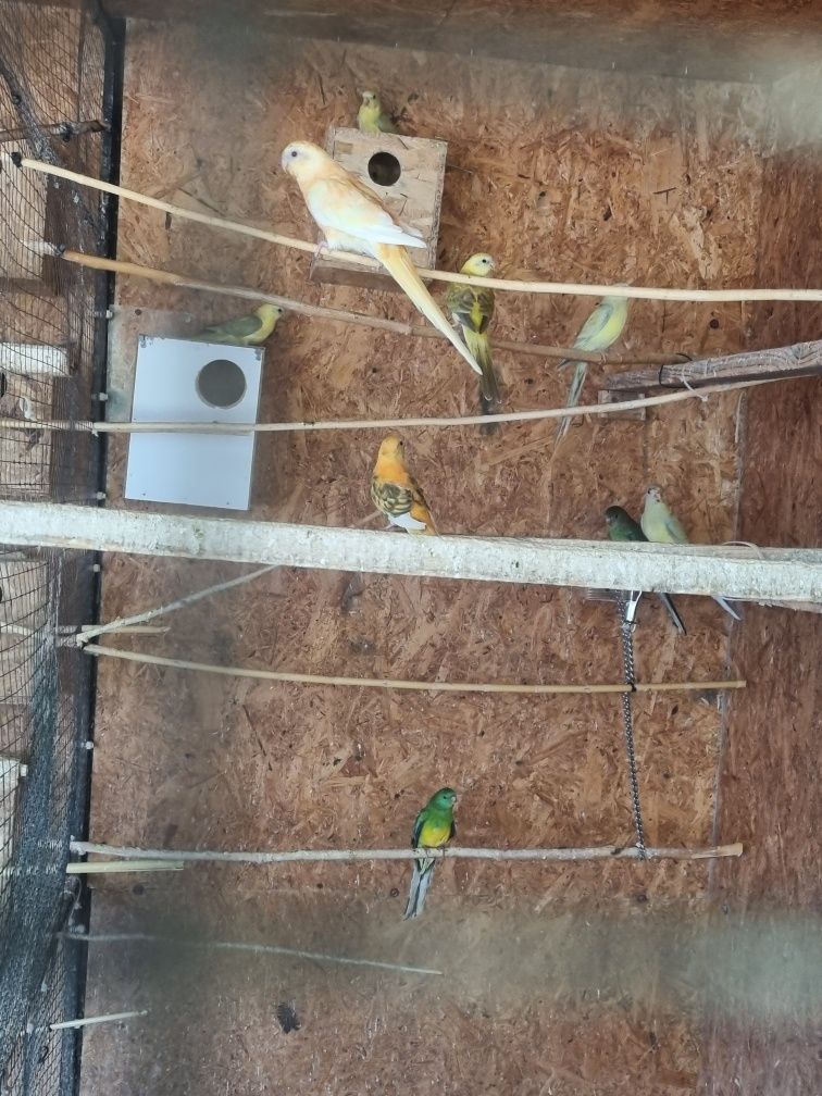Papagali căntători pui