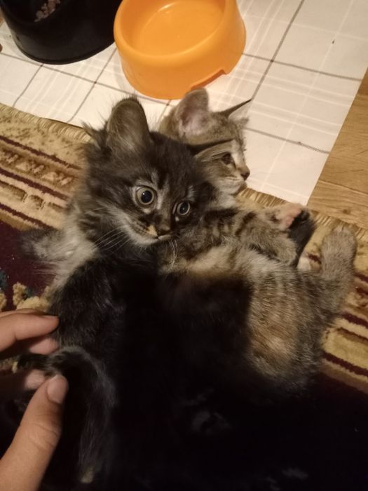 Отдам молодых котят