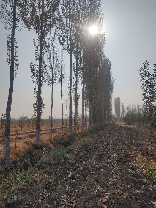 Терак сотилади 13 йиллик