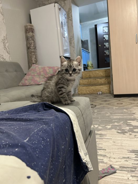 Продам прямаухого котёнка