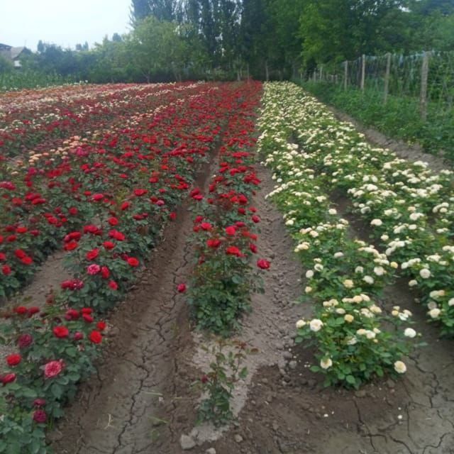 Atirgul роза канча керак болса бор