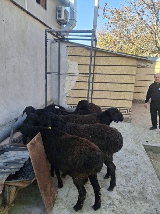 Тоқты Қошқарлар Январский Февральский