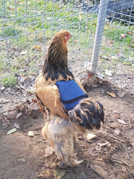 ȘEI protectie spate gaini