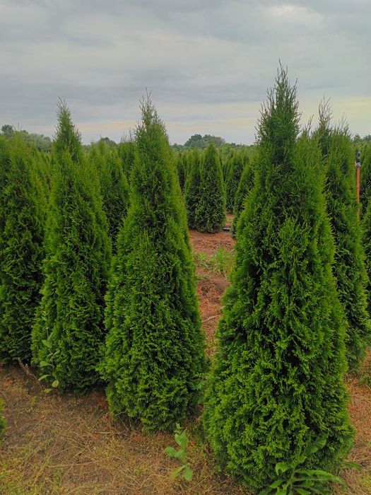 Vând plante naturale ornamentale pentru amenajarea gradini dumneavoast