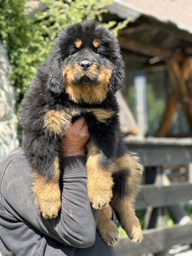 Mastiff  Tibetan