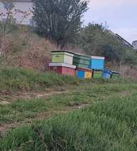 Vând lăzi de albine
