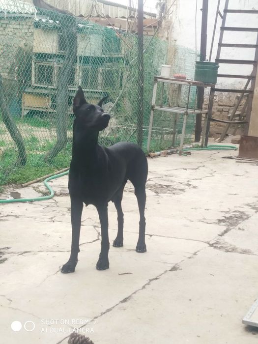 Щенки чистокровного добермана