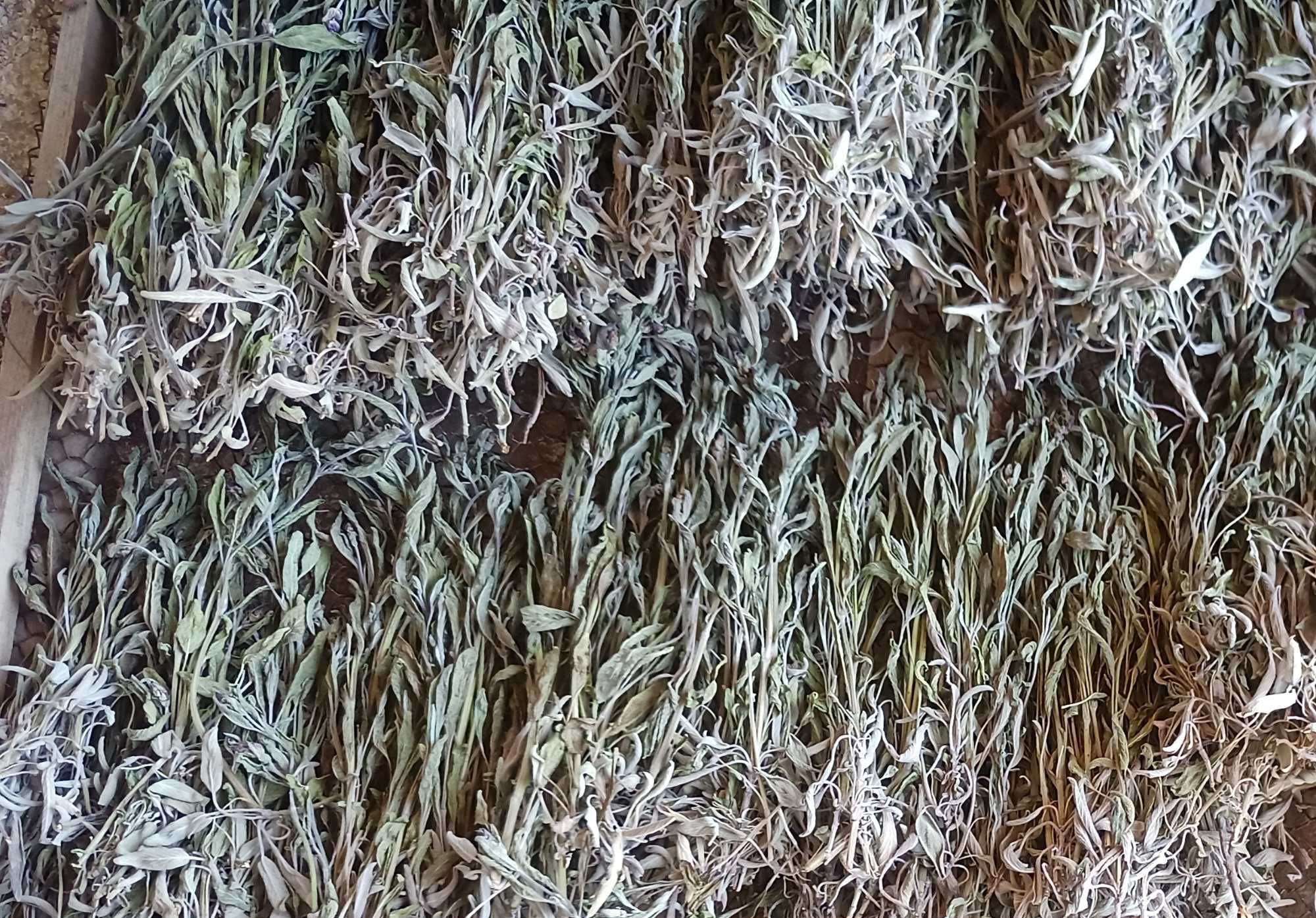 Градински чай/(салвия), Salvia officinalis