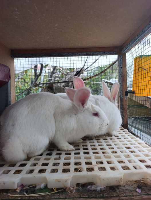 2 ta samka 2 ta sames hikol para.