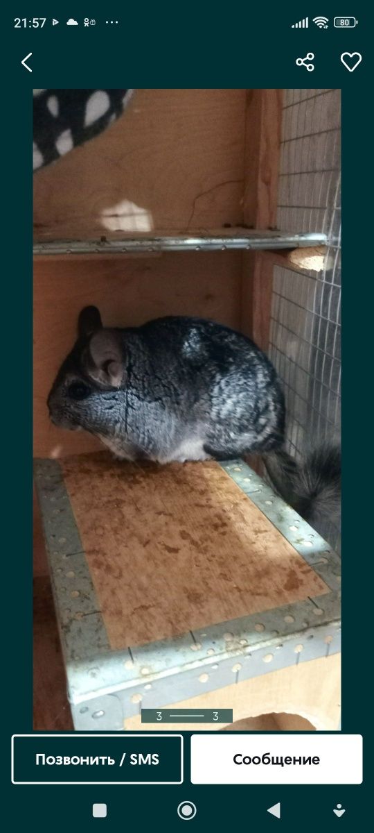 Продам шиншилл с клеткой