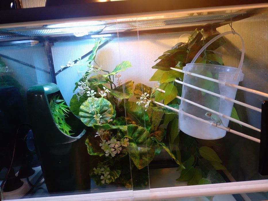 Малыши хамелеонов