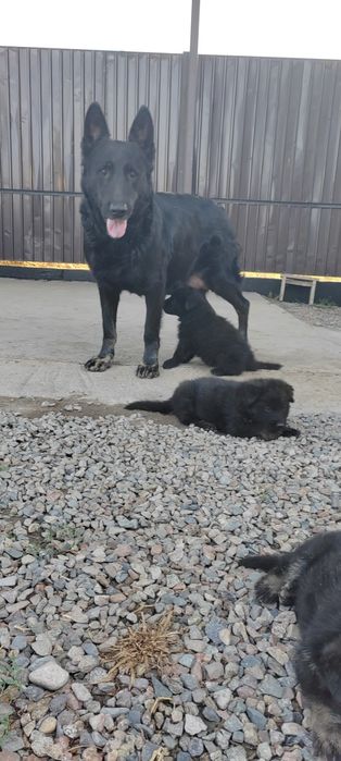 ВЕО щенки черного окраса