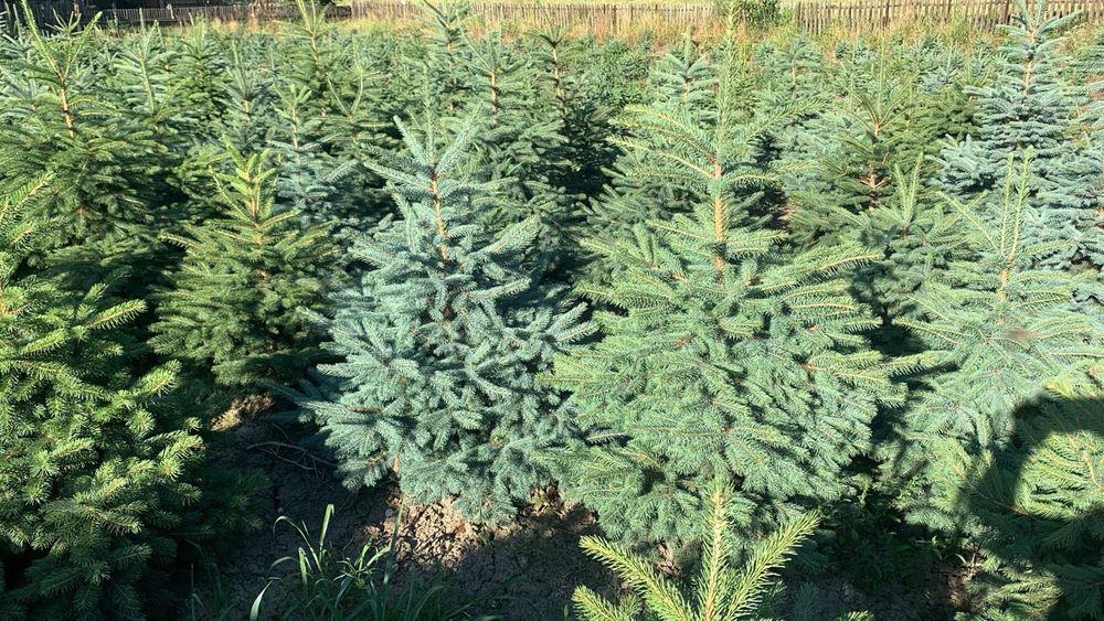 Brazi Argintii crescut in Romania