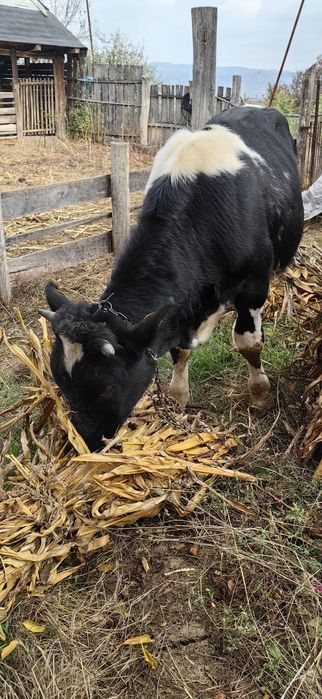 Vând vaca și vițel Holstain