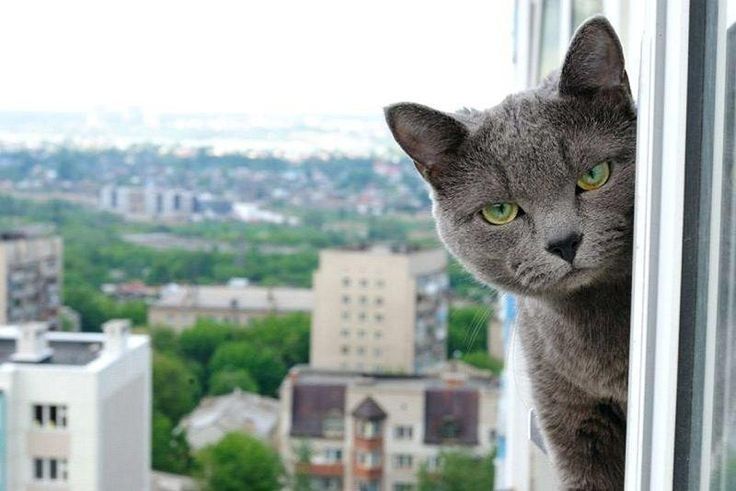 Окна двери витражи из ПВХ и Алюминия. Ремонт регулировка окон. РЭД