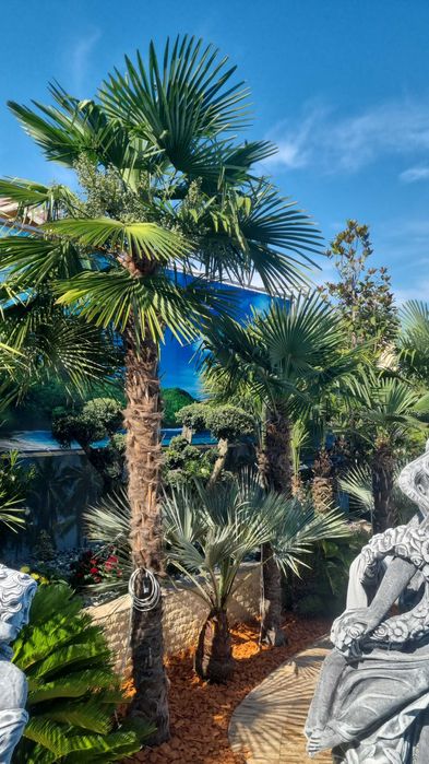 Palmieri rezistenti la ger aclimatizati