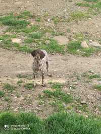 Lagotto romagnolo de vanzare