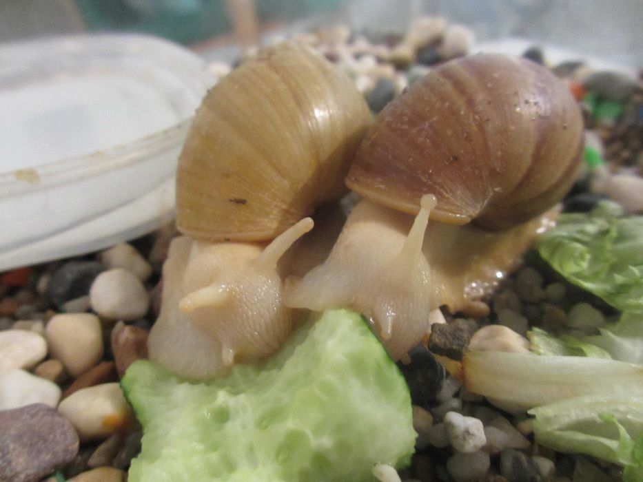 Гигантски Африкански охлюви