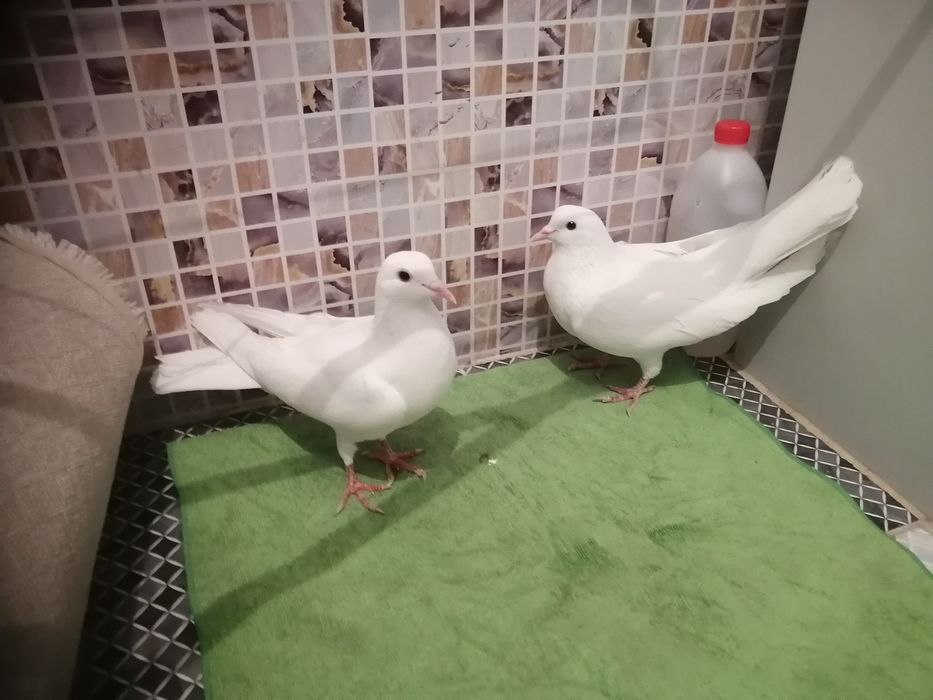 Көгершіндер сатылады