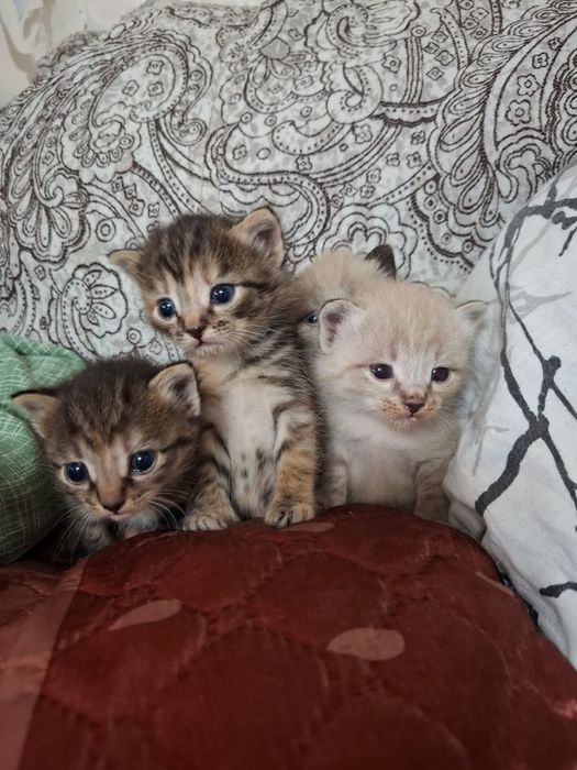 Отдам котят в добрые руки