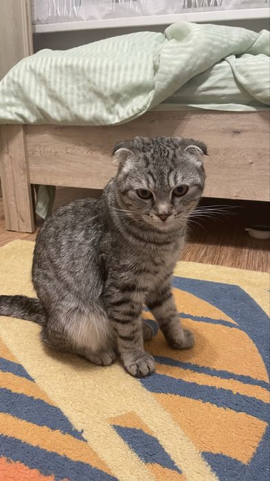 Отдам взрослого кота