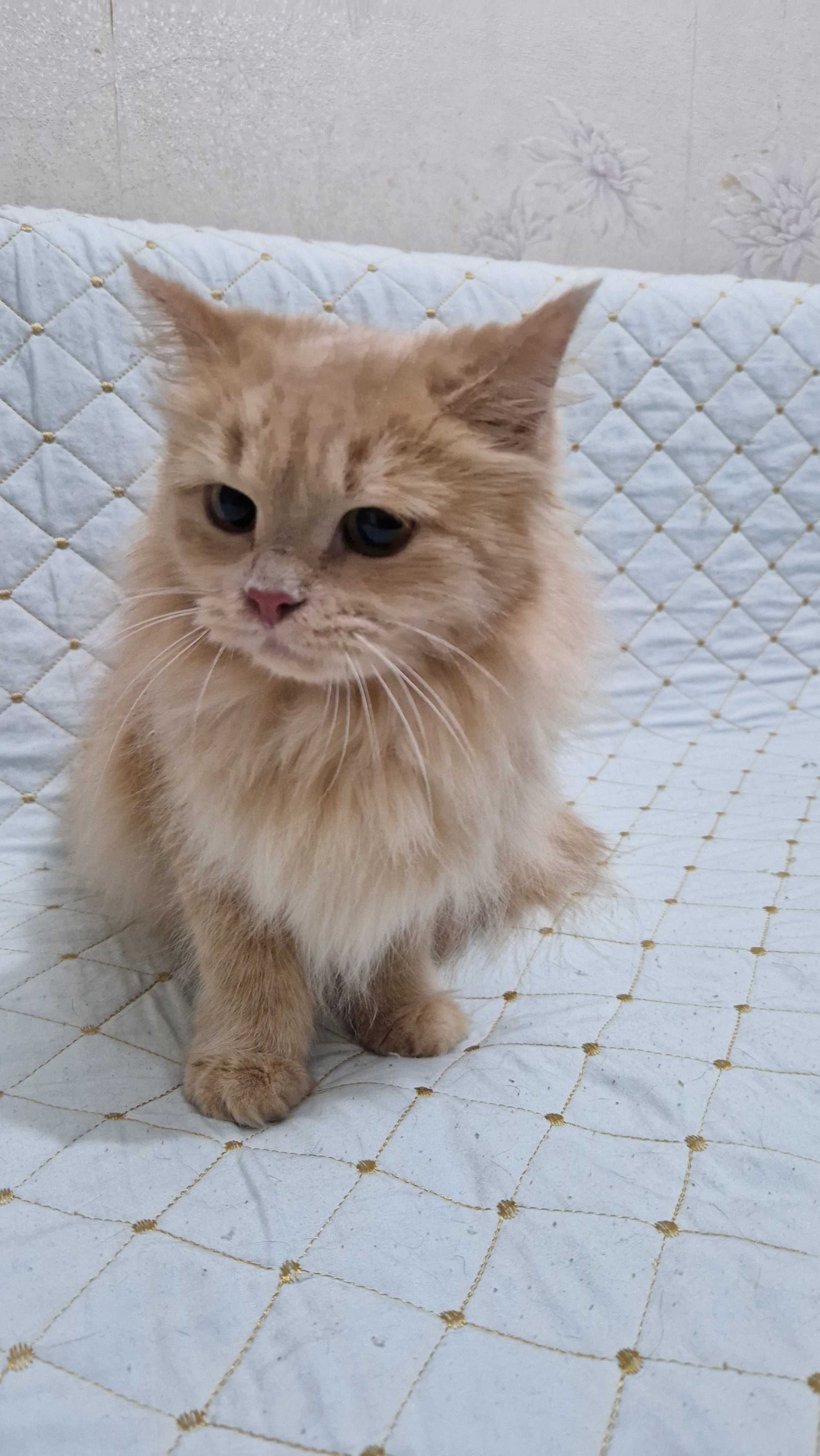 Котёнок-девочка Сонечка ищет дом и надёжных хозяев
