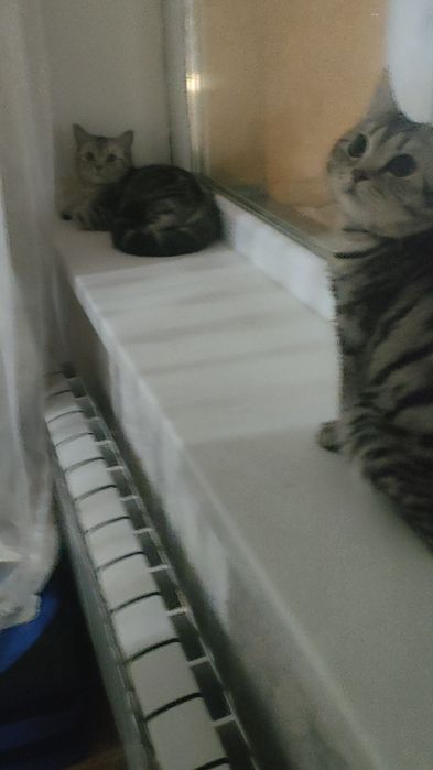 Отдам бесплатно срочно