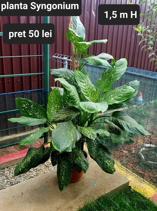 Planta Syngonium si altele