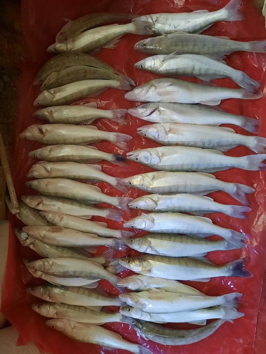 Рыба судак көксерке