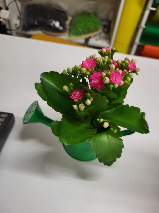 Цветя онлайн  или на място  -ул.Кричим 20