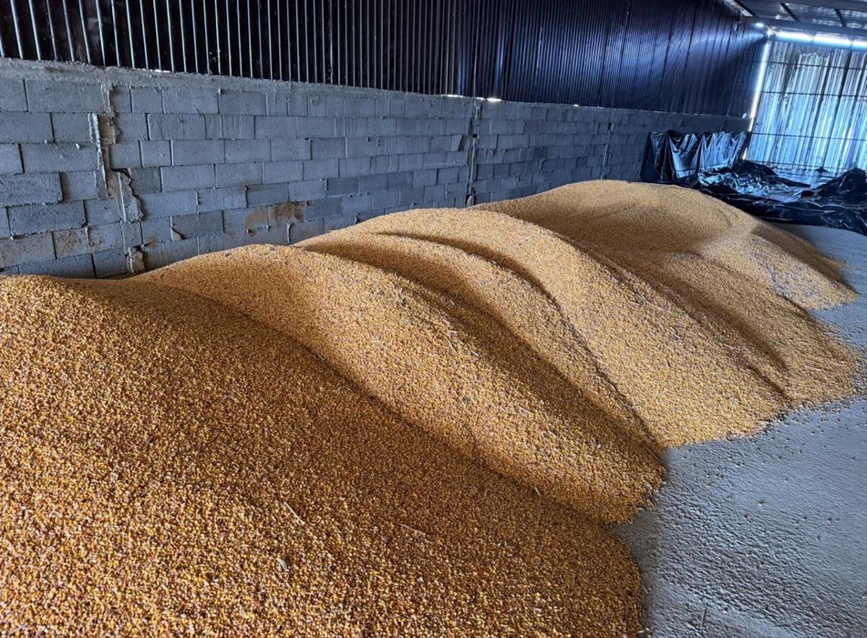 Porumb boabe de bună calitate